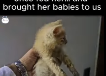 D1912002 She remembered who once fed her brought her babies to us (Part 2)