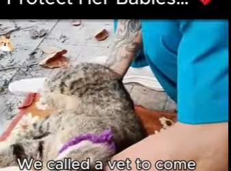 D1819006 She Passed Out Trying to Protect Her Babies (Part 2)