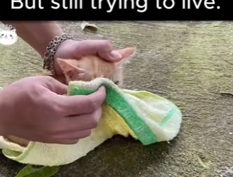 D1912011 So small (Part 2)