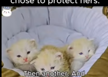 D1819008 She chose my home (Part 2)