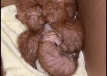 Rescued four little kittens on way (Part 2)