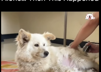 D1912008 We Found Her Trapped Alone Then Happened (Part 2)