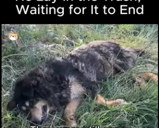 D1912003 He Lay in Trash, Waiting It to End (Part 2)