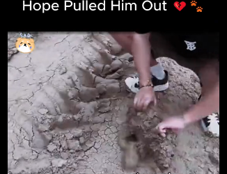 D1912010 Sinking in Mud Until Hope Pulled Him Out (Part 2)