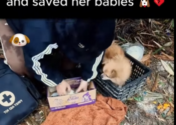 D1912018 She stopped us in rain saved her babies (Part 2)