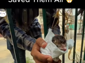 D1912016 One by One We Saved Them All (Part 2)