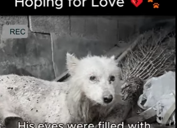 D1912015 Unwanted, Sick But Still Hoping Love (Part 2)