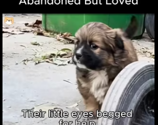 D1912020 Abandoned But Loved (Part 2)