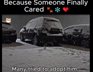 D1912019 He Survived Cold Because Someone Finally Cared (Part 2)