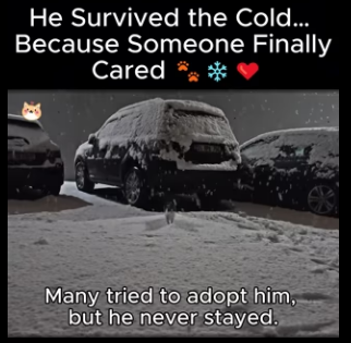 D1912019 He Survived Cold Because Someone Finally Cared (Part 2)