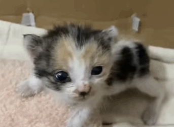 found kitten still attached to its placenta,and bought it home part2