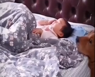 V2212005 El perrito cuida su humana de quien sea (Part 2)