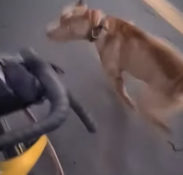 V2212003 Pitbulls persiguen un hombre en bicicleta (Part 2)