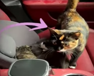 V2212002 los gatos se metieron dentro de su auto (Part 2)