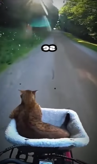 V2212004 El hombre salva su gato de unos pitbulls (Part 2)