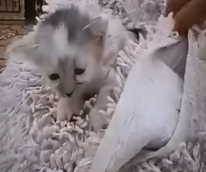 V2212007 Gatito Es Rescatado De Un Final Muy Triste (Part 2)