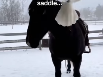 P2312010 Horses are so smart! (Part 2)