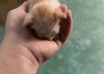 S2930005_Guess what saved little kitten right on street! (Part 2)