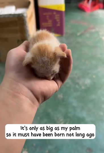 S2930005_Guess what saved little kitten right on street! (Part 2)