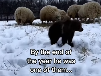 P2312012 beautiful bear story! (Part 2)