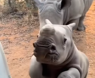 P2312003 Rhino crashed into car to save her baby (Part 2)