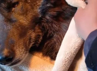 P2312006 He saved her twice! (Part 2)