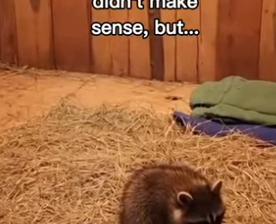 P2312009 Man did everything raccoon! (Part 2)