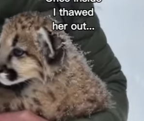 P2312007 Bear did everything help! (Part 2)