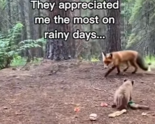 P2312001 Man fox takes mountain lion cub to raise (Part 2)