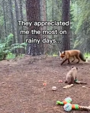 P2312001 Man fox takes mountain lion cub to raise (Part 2)