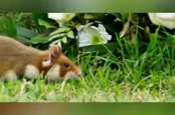 G2212001 Las Tácticas de Ataque de la Rata Empacadora Hablamos sobre un tipo (Part 2)