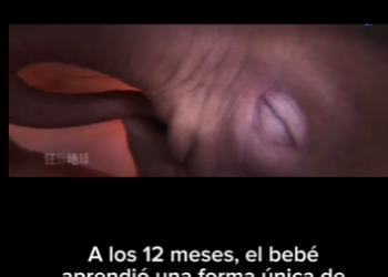 G2212002 El embarazo de los elefantes es el más largo de todos los mamíferos (Part 2)