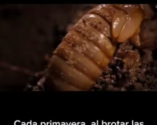 G2212003 La Vida de una Cigarra Años de Oscuridad, Días de Luz Hablo (Part 2)