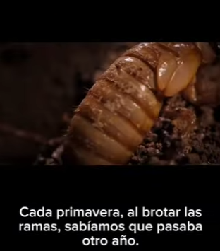 G2212003 La Vida de una Cigarra Años de Oscuridad, Días de Luz Hablo (Part 2)