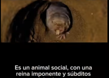 G2212006 La Extraordinaria Vida de la Rata Topo Lampiña Hablamos sobre la ra (Part 2)