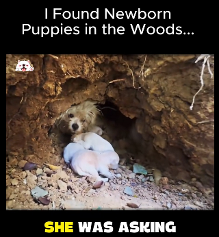 S2112008 Found Newborn Puppies in Woods (Part 2)