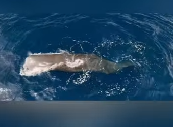 G1912018 Una cría de ballena nace ya siendo un gigante puede medir más de (Part 2)