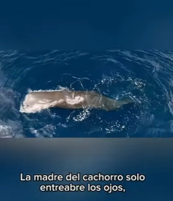 G1912018 Una cría de ballena nace ya siendo un gigante puede medir más de (Part 2)
