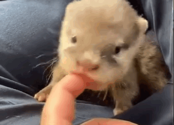 Adopted newborn otter baby then (Part 2)