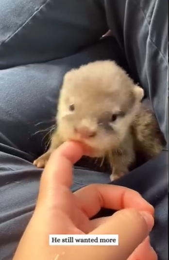 Adopted newborn otter baby then (Part 2)