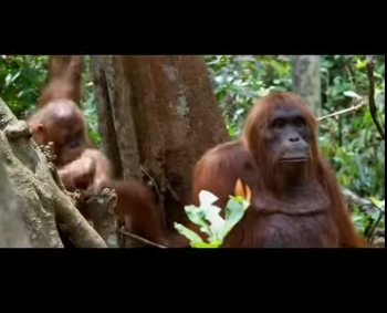 G1912010 magina un pequeño mono con ojos curiosos movimientos sigilosos (Part 2)