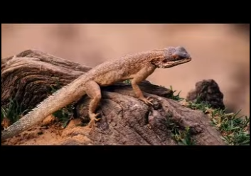 G1912007 Cocodrilos Atrapados en la Prisión del Desierto del Sahara (Part 2)