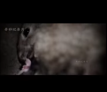 G1912008 La vida de una madre coneja sus crías Hablamos sobre la vida de (Part 2)