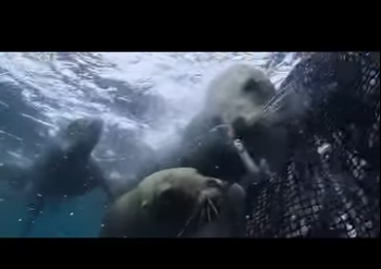 G1912004 Leones marinos se aprovechan de la pesca masiva, pero terminan atrapa (Part 2)