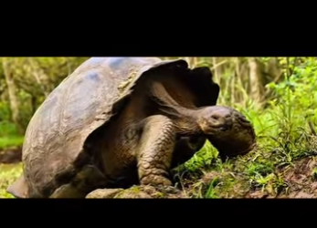 G1912013 Las tortugas marinas luchan por sobrevivir, pero los humanos invad (Part 2)