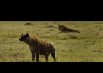 G1912014 El Arduo Viaje de un Padre Animal para Criar su Familia Hablamos (Part 2)