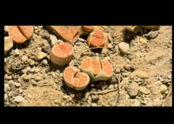 G1912012 Entre la dureza de la roca, la vida siempre encuentra un camino (Part 2)