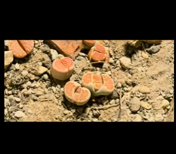 G1912012 Entre la dureza de la roca, la vida siempre encuentra un camino (Part 2)