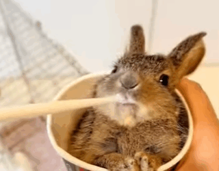 Rescue baby hare, but didn expect him to do so (Part 2)