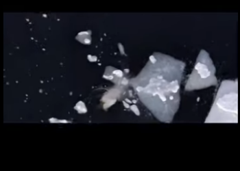 G1912002 La lucha del oso polar por sobrevivir en un Ártico en rápido deshielo (Part 2)